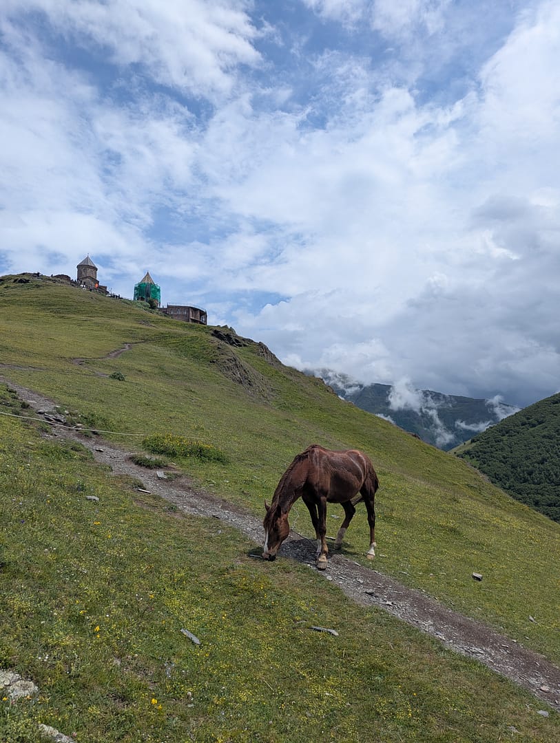 Horse grazing in the fields near the church in Kazbegi