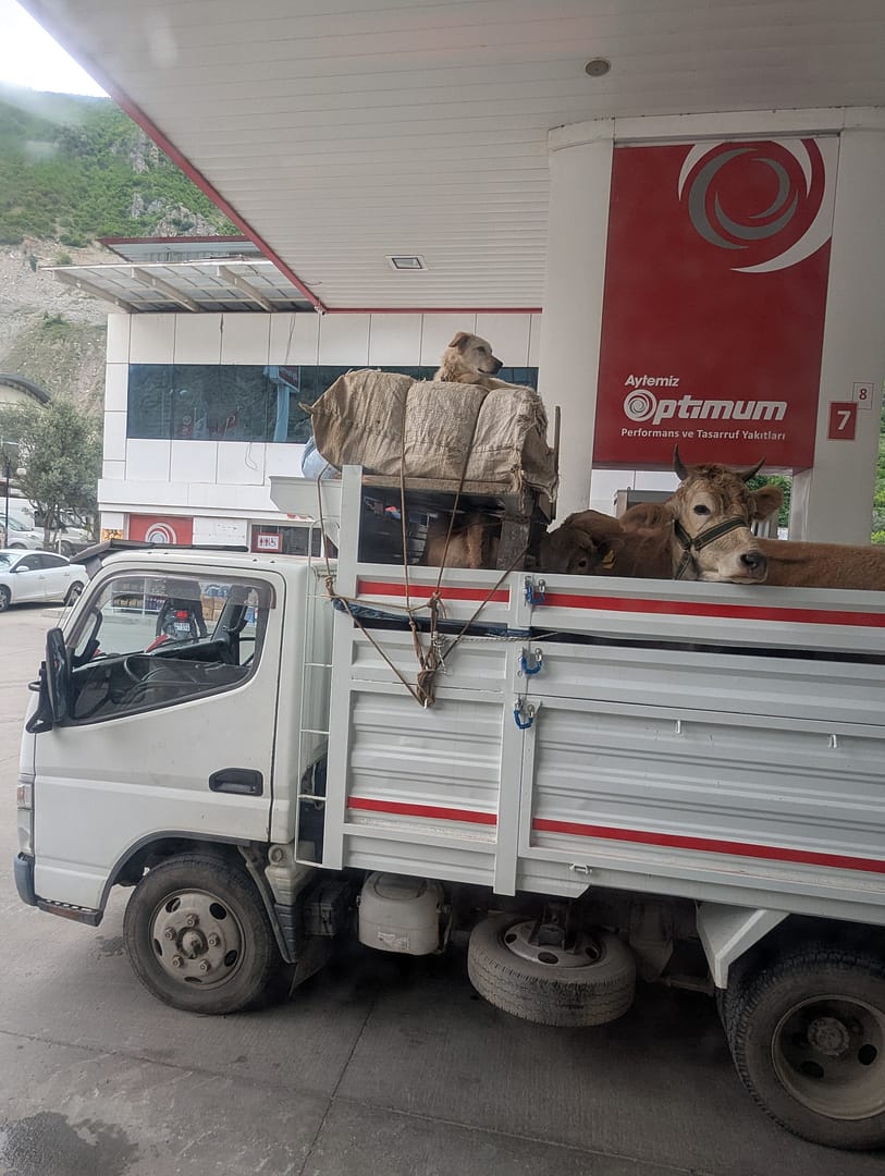 A van with cows and dogs in the back on our way to Hopa.