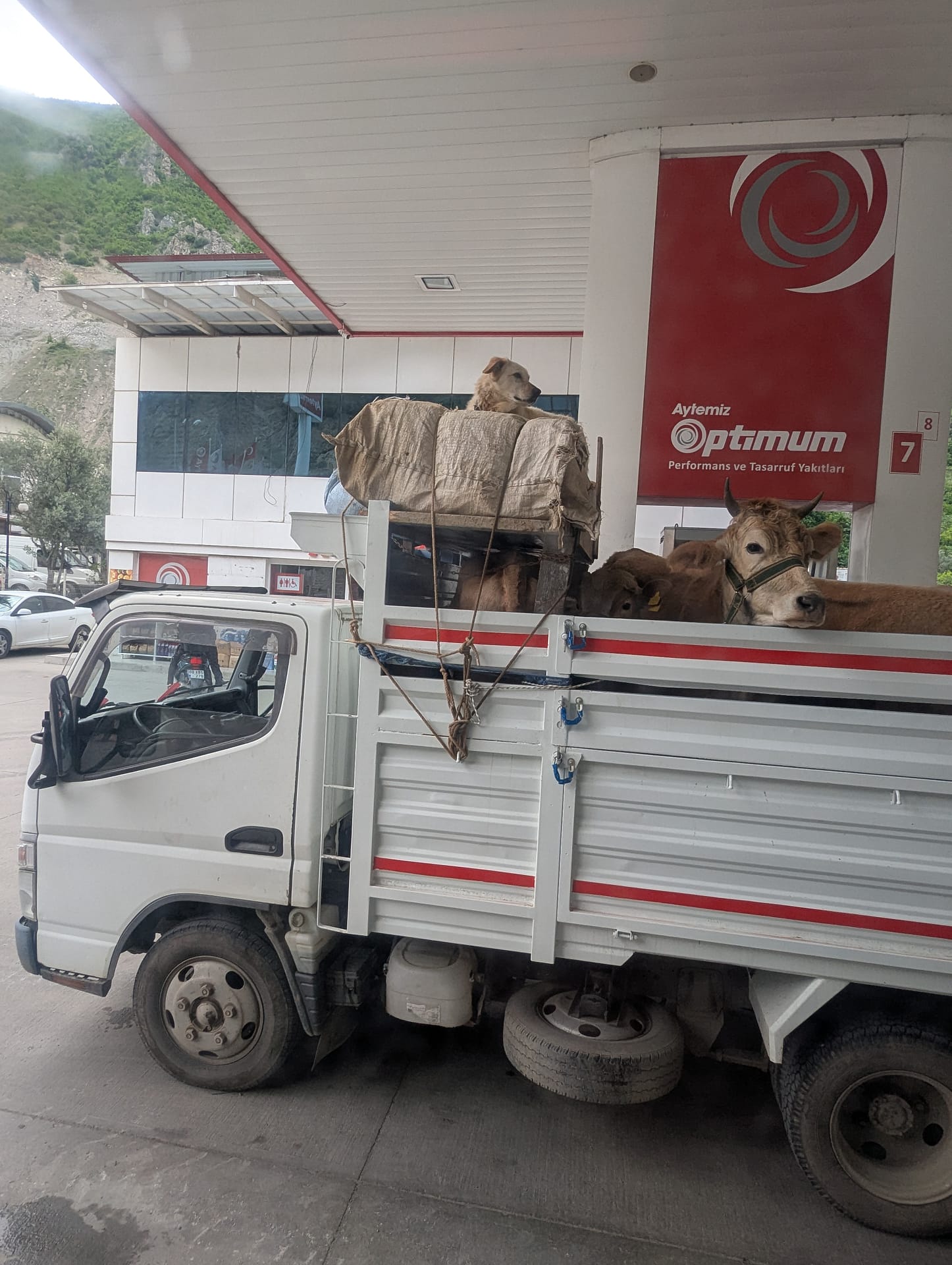 A van with cows and dogs in the back on our way to Hopa.